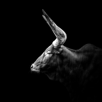 Watusi Watusi