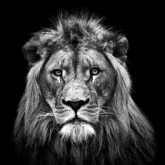 Young Male Lion Young Male Lion