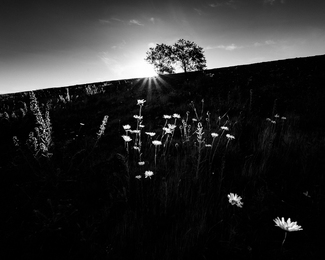 Sunlit Flowers #3 Sunlit Flowers #3