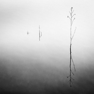 Water Vegetation Water Vegetation