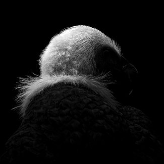 Eurasian Griffon #8 Eurasian Griffon #8