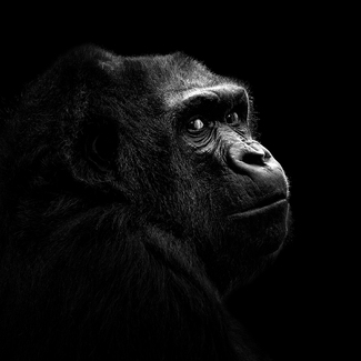 Female Gorilla Female Gorilla