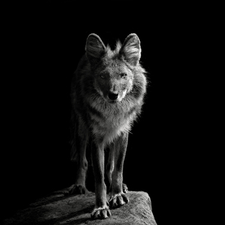 Indian Wild Dog #3 Indian Wild Dog #3