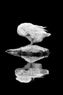 Refreshing Myself Refreshing Myself