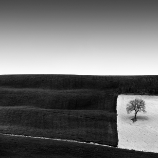 Tree in a Square Tree in a Square