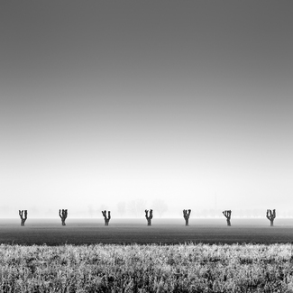 Seven Trees Seven Trees