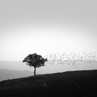 Autumn's Dawn Autumn's Dawn