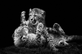little fighters little fighters