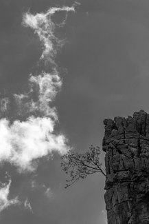 The Tree (2) The Tree (2)