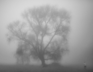 Tree in the Midst Tree in the Midst
