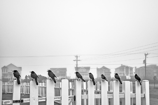 Black Birds Black Birds