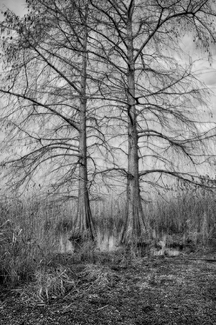 Two trees Two trees