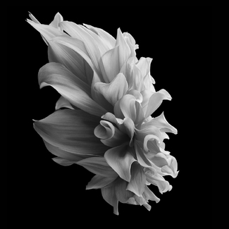 Dahlia Fourteen Dahlia Fourteen