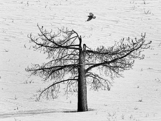 dead tree and raven dead tree and raven