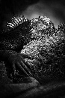 Marine Iguanas, Galapagos Islands Marine Iguanas, Galapagos Islands