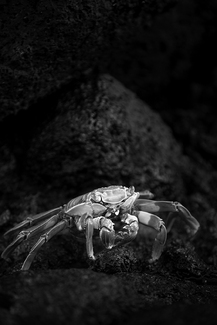 Sally Lightfoot Crab, Galapagos Islands Sally Lightfoot Crab, Galapagos Islands