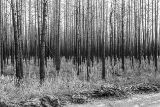 Chernobyl forest