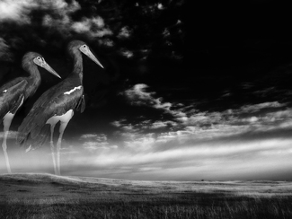 Stork Study 161 Stork Study 161