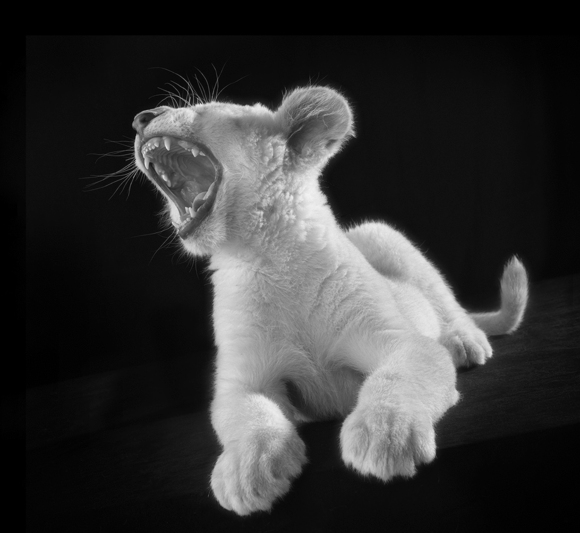 White Lion Cub Study 30
