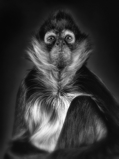 Spider Monkey Study 62 Spider Monkey Study 62