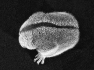 Slow Loris Slow Loris