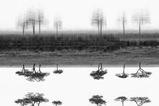 Natural Impression Natural Impression