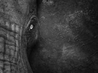 Elephant Abstract