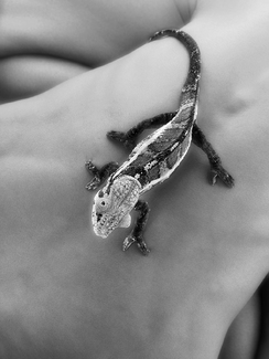 Chameleon Yoga Chameleon Yoga