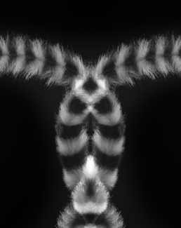 lemur abstract