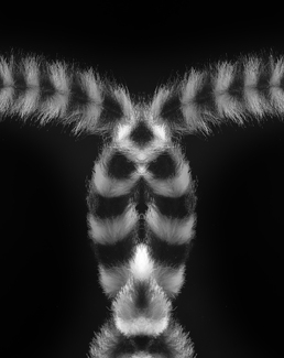 lemur abstract lemur abstract