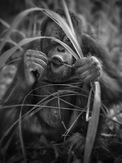 Young Orangutan Young Orangutan