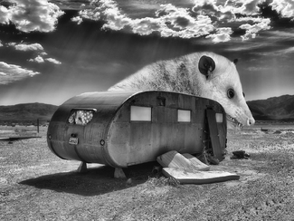 Wild Will & Lil Wild Will & Lil