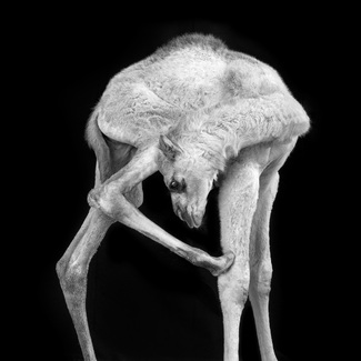 Camelus dromedarius Camelus dromedarius