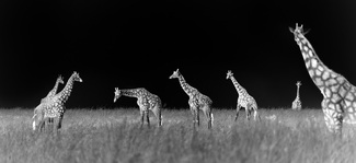 Giraffe Herd Giraffe Herd
