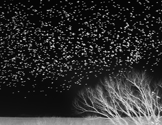 Murmuration 23 Murmuration 23