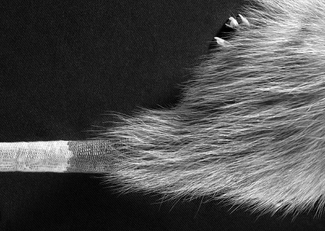 Animalia Abstract 01 Animalia Abstract 01