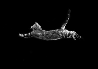 Feline Flight 01 Feline Flight 01