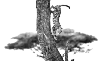Leopard Leaping