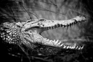 CROCODILE JAWS CROCODILE JAWS
