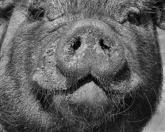 Rumpled Pigskin Rumpled Pigskin