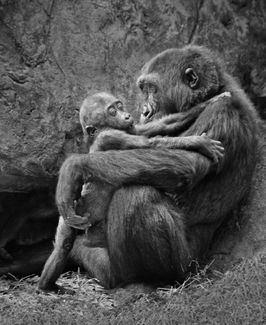 Safe In Mama's Arms Safe In Mama's Arms