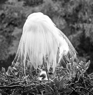 Veil of Innocence Veil of Innocence