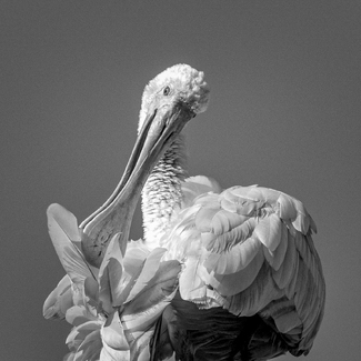 Spoonbill Preening