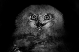 Astonished Owl Chick