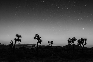 joshua trees joshua trees