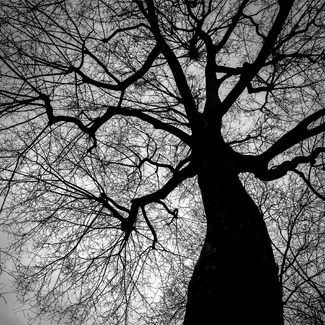 Black Neural Black Neural