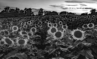 Sunflowers Sunflowers
