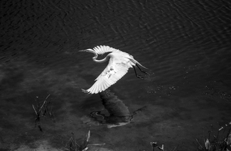 A Time for Flight and Reflection A Time for Flight and Reflection
