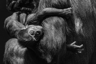 In Her Mother's Arms In Her Mother's Arms