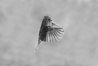 Red Bullet Red Bullet